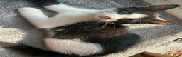 Mixed Breed cats for sale: 2 playful beautiful girls looking for new homes  - Advert 2