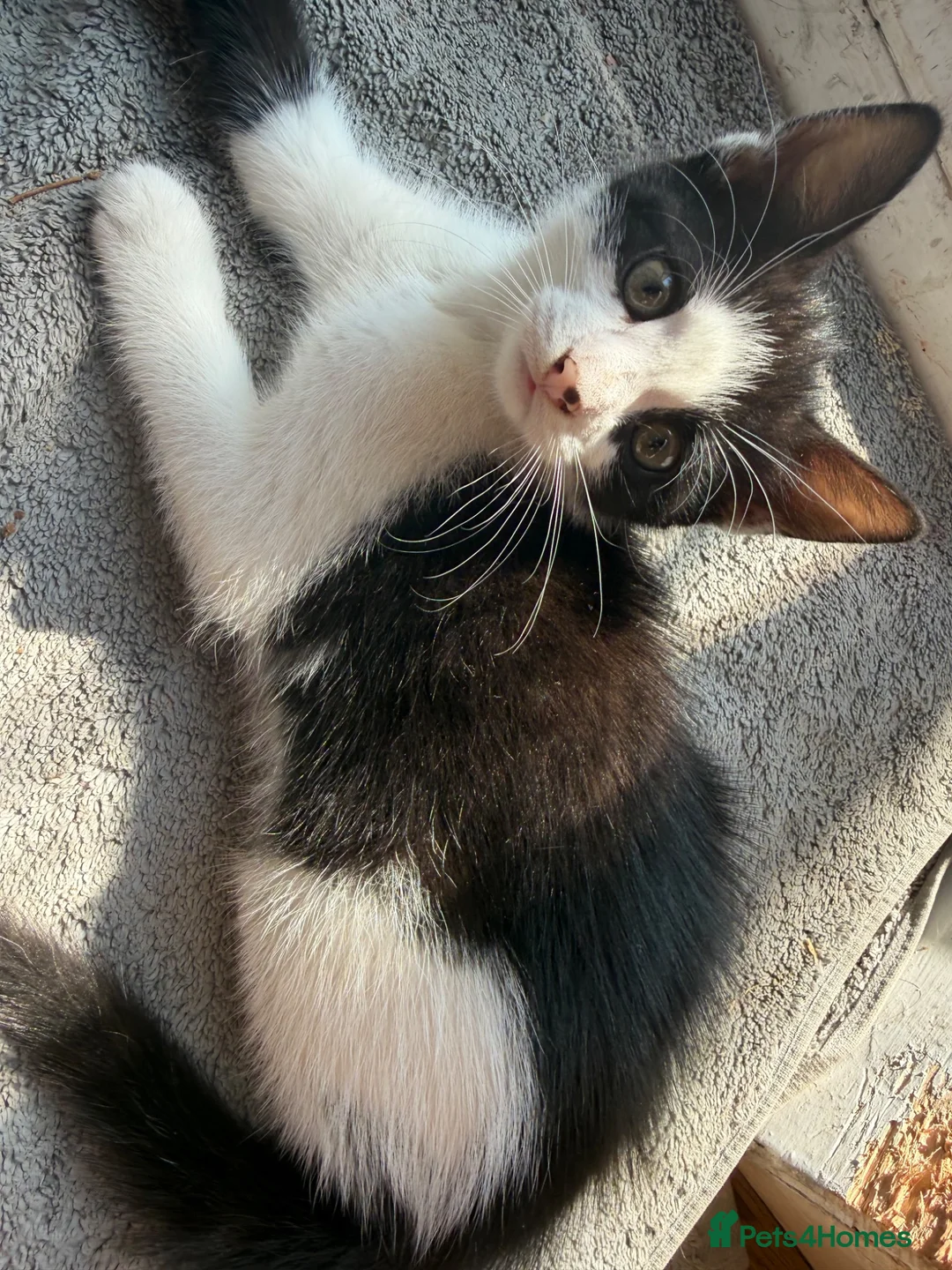 Mixed Breed cats for sale: 2 playful beautiful girls looking for new homes  - Advert 2