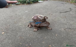 Olde English Bulldogge dogs for sale: 6 month NEBBR olde English bulldog  - Image 2