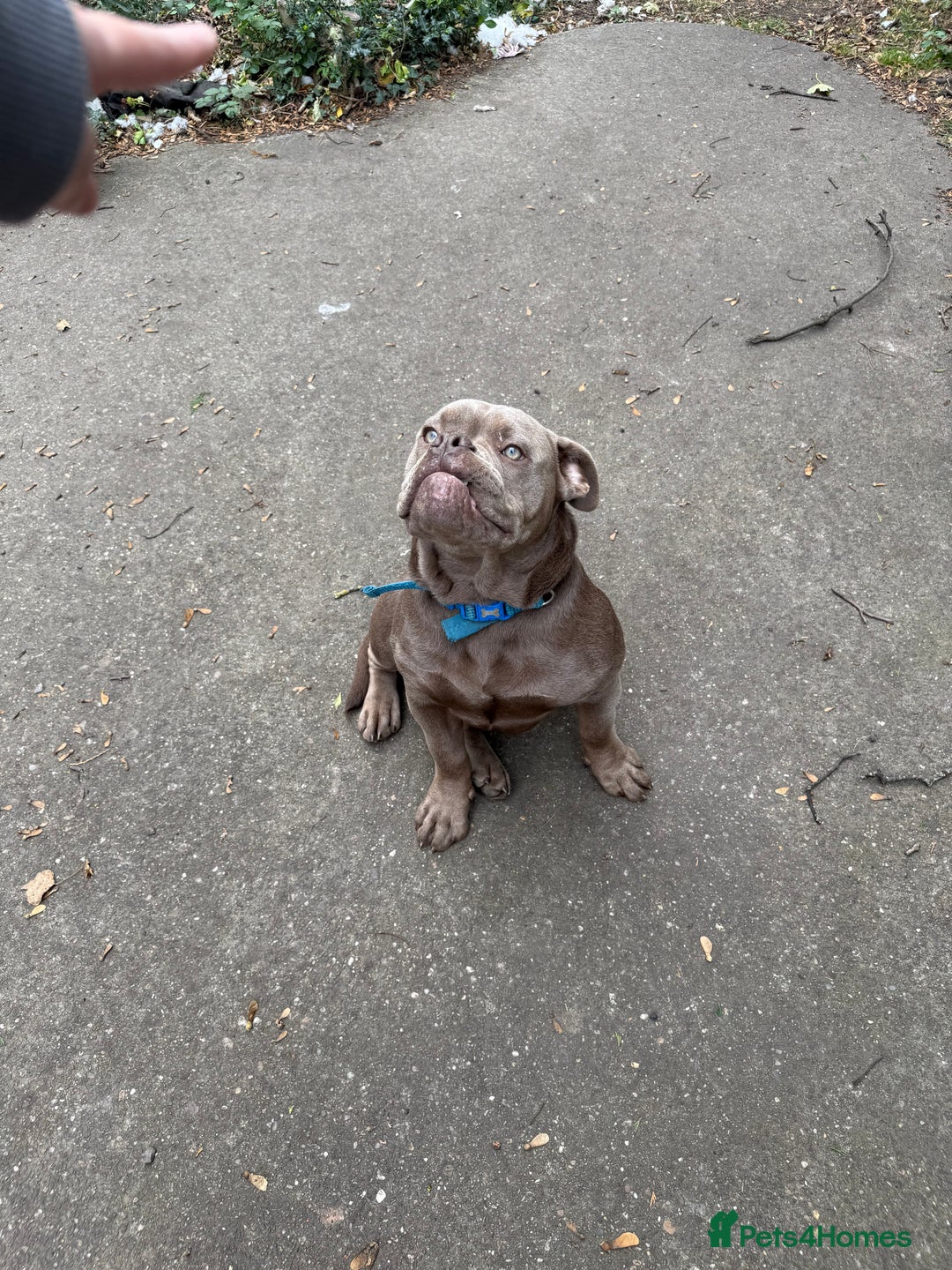Olde English Bulldogge dogs for sale: 6 month NEBBR olde English bulldog  - Image 2