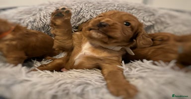 Cocker Spaniel dogs - Advert 7