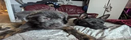 Mixed Breed dogs for sale: Stunning WolfAkita Pups – 1 Boy/1 Girl Ready now!  in Southampton - Advert 22