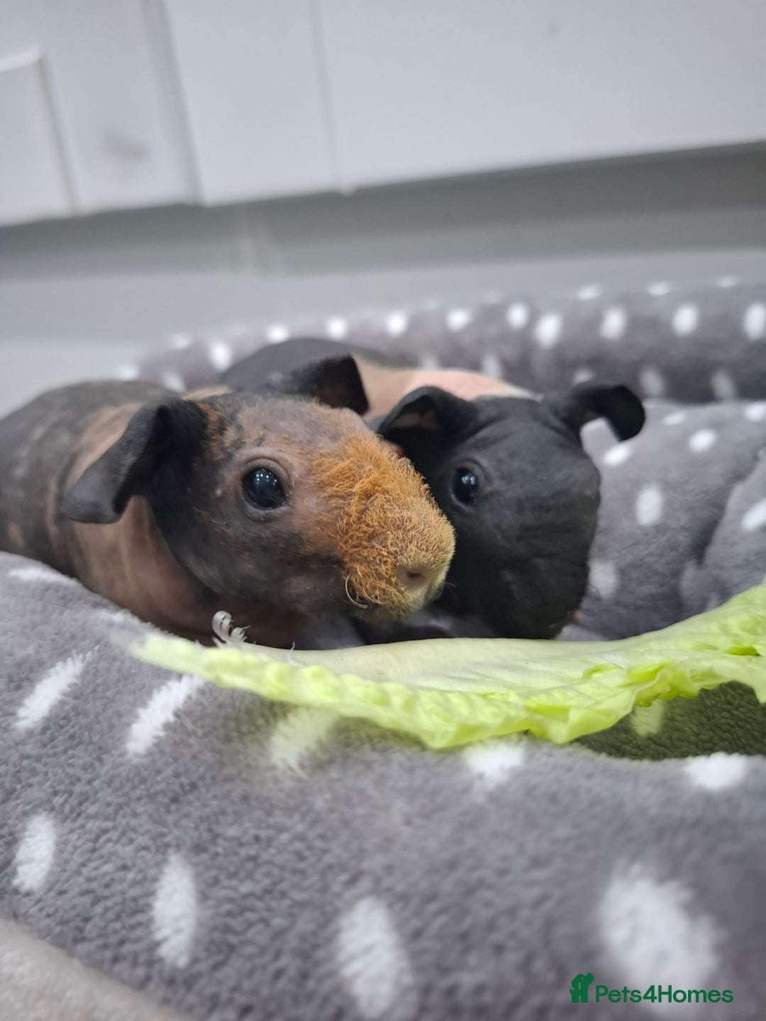Guinea Pig rodents for sale: Skinny guinea pig boars. - Advert 1