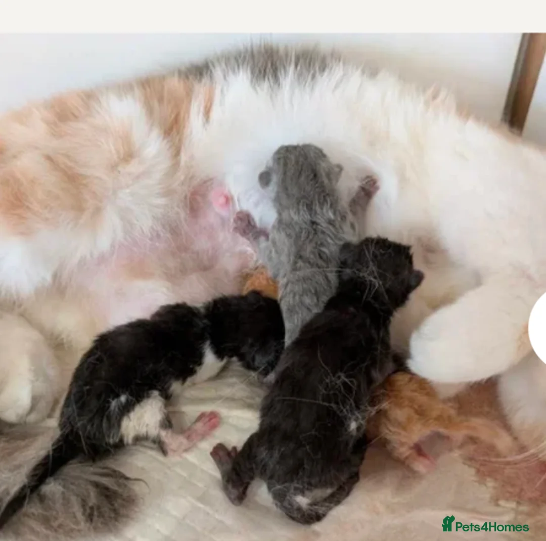 British Shorthair cats for sale: Gccf kitten. Ready now  - Advert 2