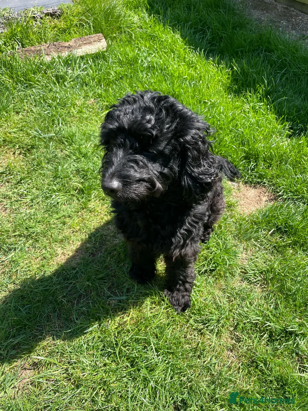 Mixed Breed dogs for sale: Miniature cockerdoodle - Advert 3