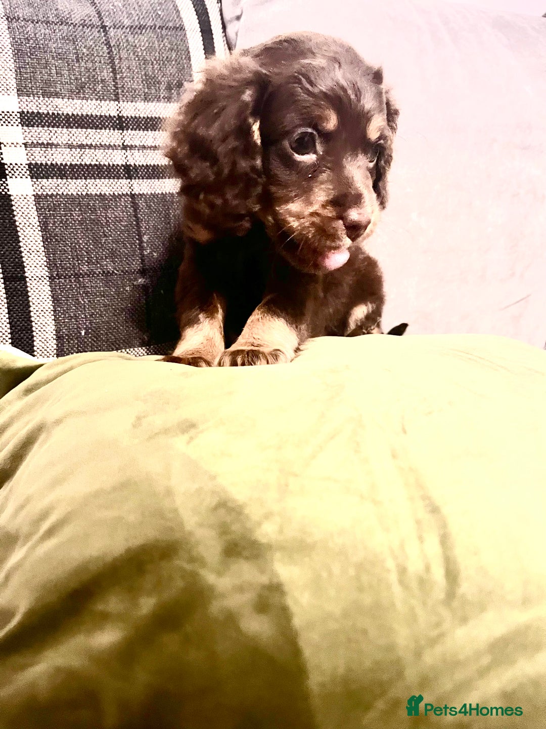 Cockapoo dogs for sale: Amazing choc cockerpoo pups for sale READY NOW  - Advert 23