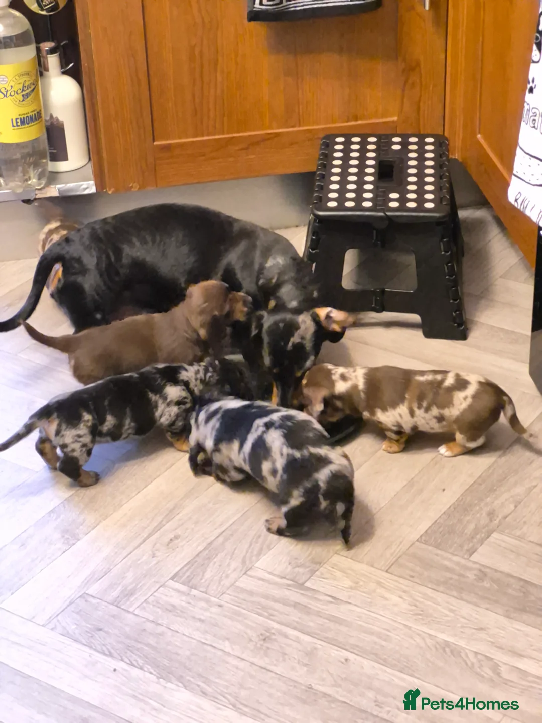 Dachshund dogs for sale: 3 female and 2 male puppies  in Inverurie - Advert 2