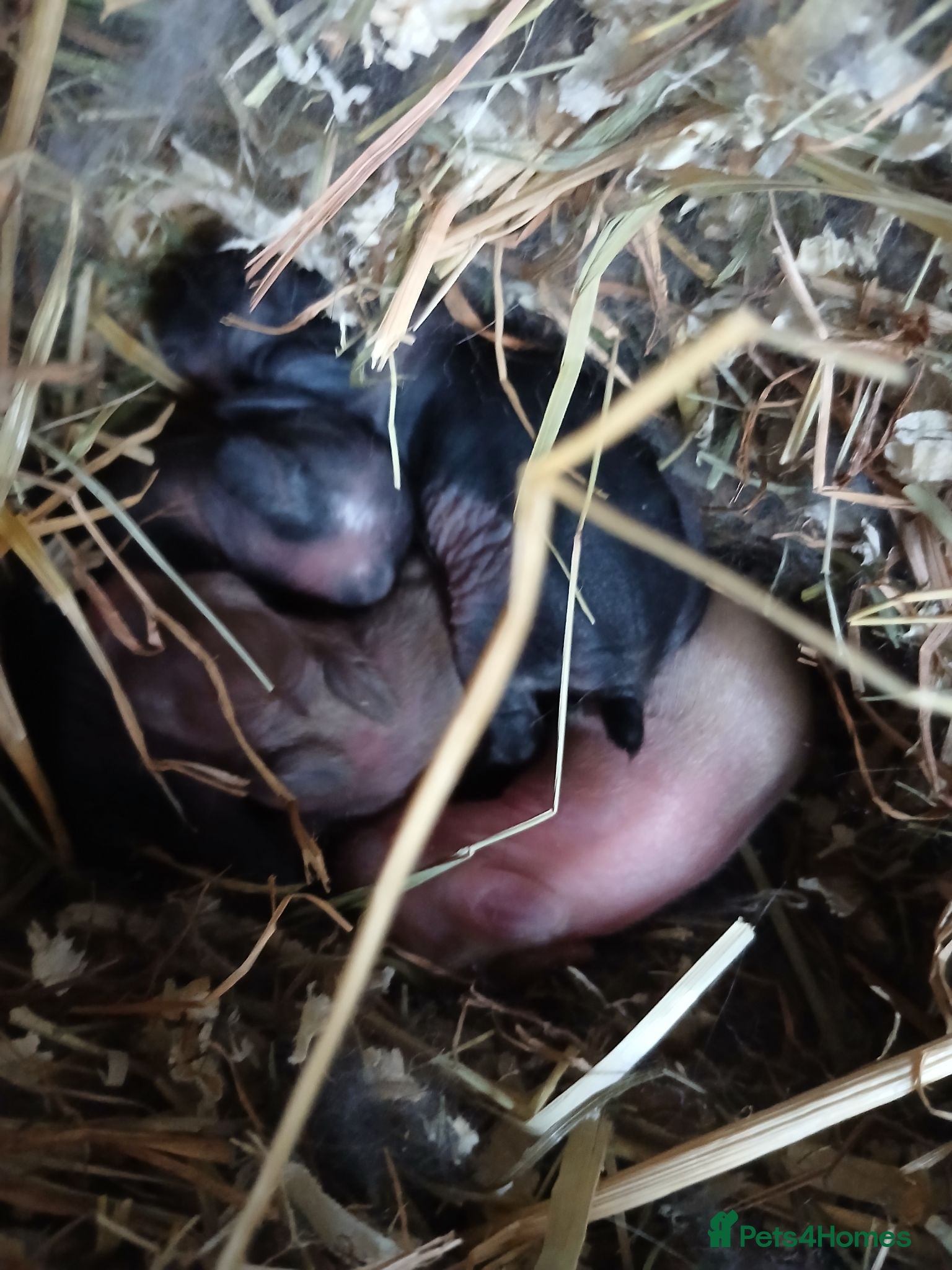 Lionhead rabbits Beautiful babies  - Advert 3