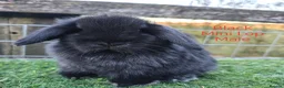 Mini Lop rabbits for sale: Various Mini Lop Babies  - Advert 6