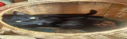 Mixed Breed cats for sale: Gorgeous, friendly Farm kittens in Knighton - Advert 5