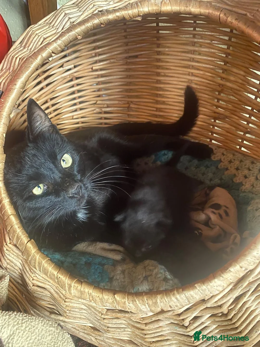 Mixed Breed cats for sale: Gorgeous, friendly Farm kittens in Knighton - Advert 5