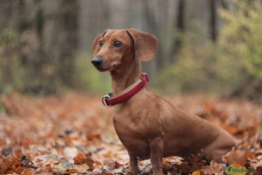 Mixed Breed dogs for sale: Mixed red dachshund  in Widnes - Advert 1