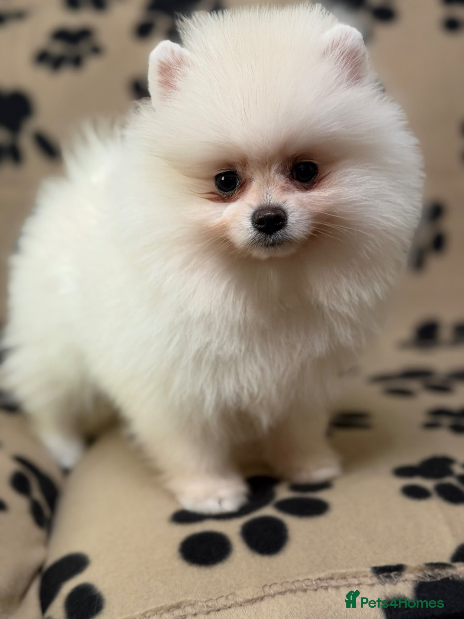 Pomeranian dogs Super litter of 4 Beautiful Pomeranian Girls  - Advert 1