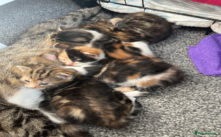 Mixed Breed cats - Advert 3