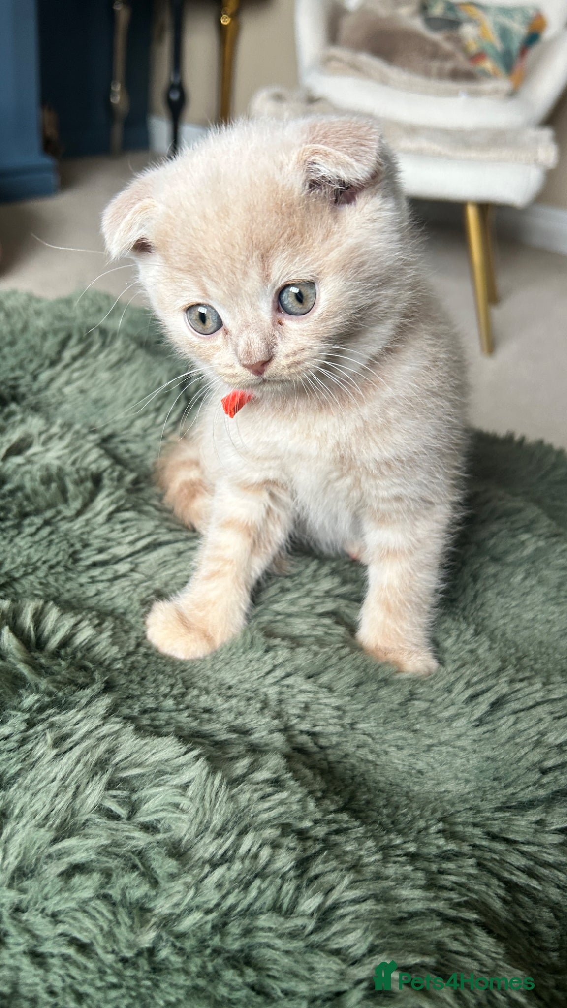Scottish Fold cats Six Stunning Scottish Fold Kittens  - Advert 1
