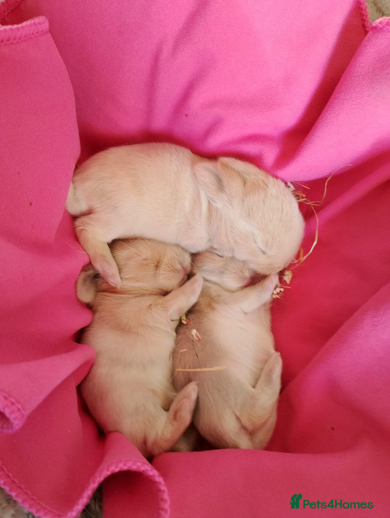 Mini Lop rabbits Mini lop gorgeous 😍 ✨️  - Advert 3