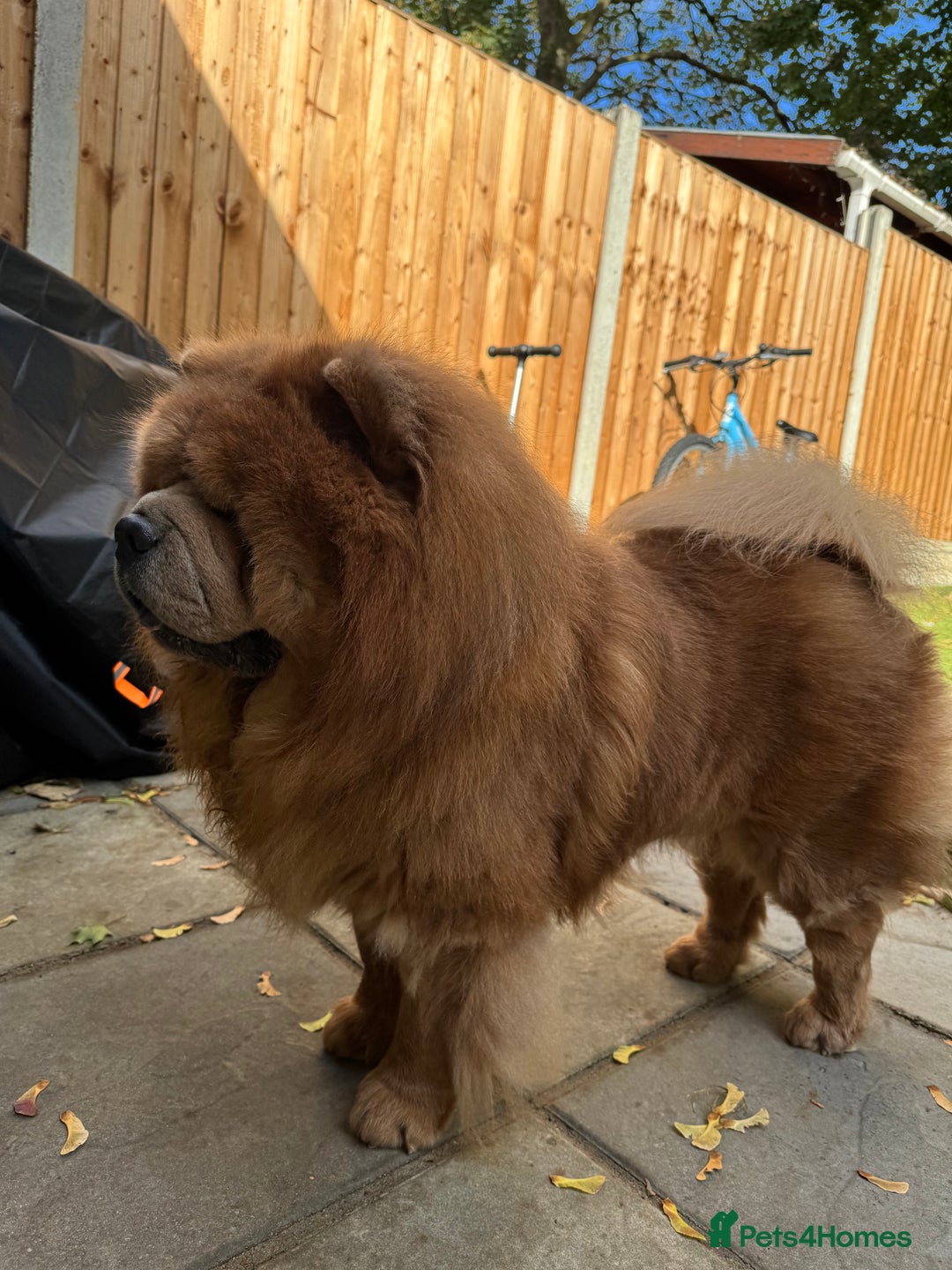 Chow Chow dogs for sale: Loving chow chow looking for a new home - Image 4