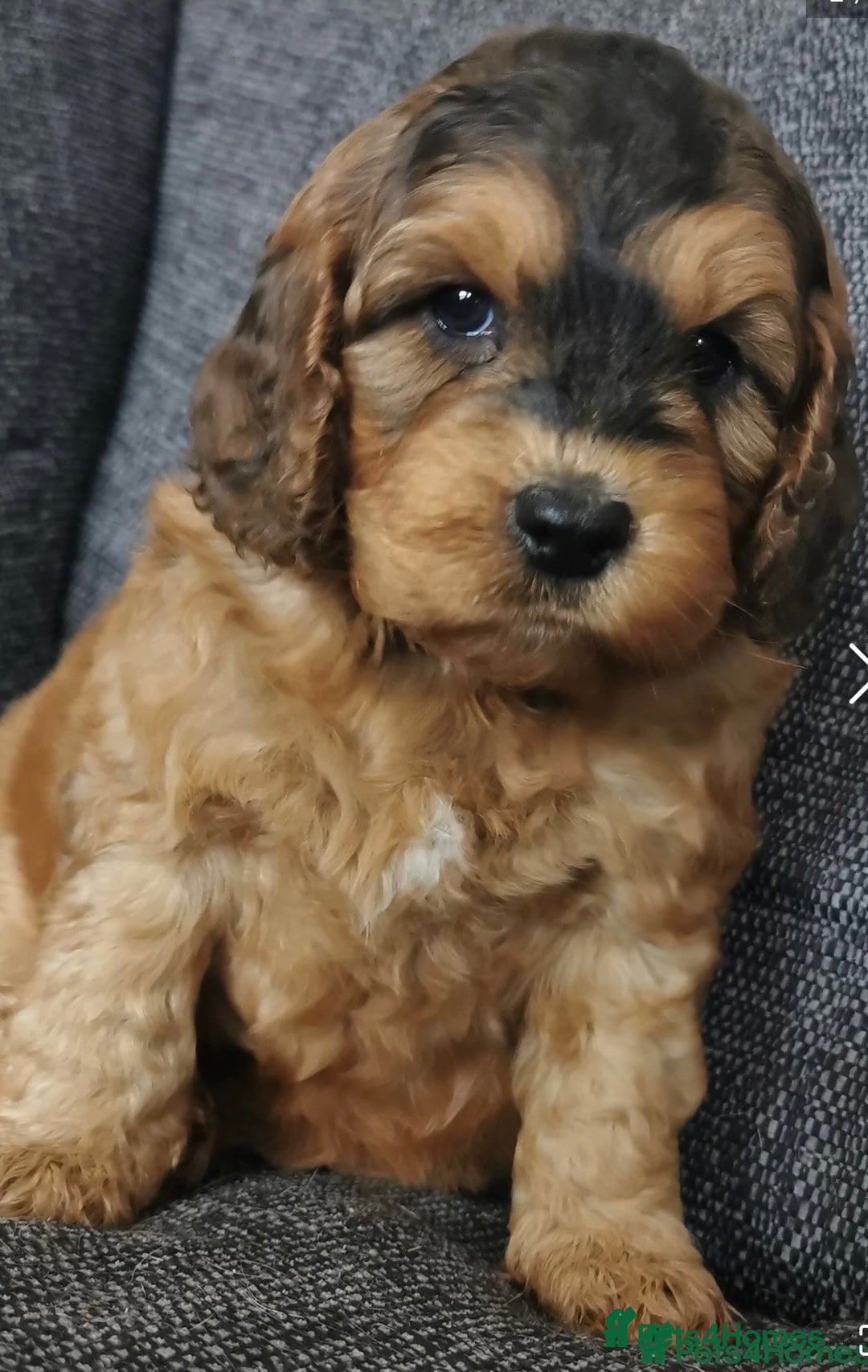 Cockapoo dogs for sale: Cockapoo - Advert 2