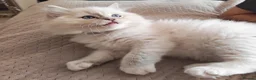 Ragdoll cats for sale: BEAUTIFUL RAGDOLLS KITTENS GCCF REGISTERED  - Advert 6