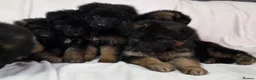 German Shepherd dogs for sale: Gorgeous German Shepherd Puppies For Sale - Advert 7