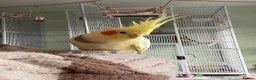Cockatiels birds for sale: 2 cockatiels looking for loving home - Advert 4
