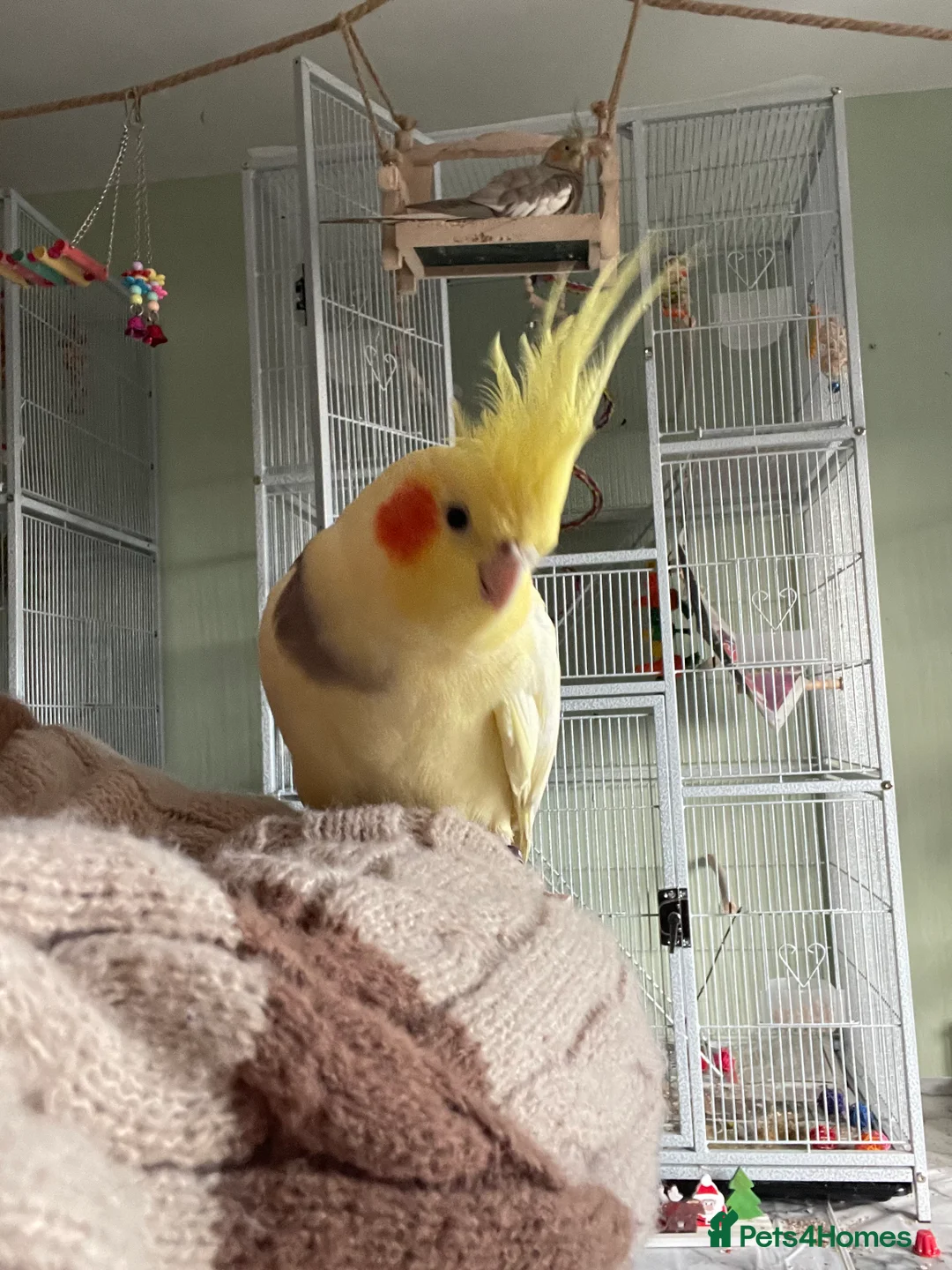 Cockatiels birds for sale: 2 cockatiels looking for loving home - Advert 4