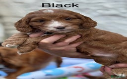 Cockapoo dogs for sale: F1 Toy Cockapoo’s in richest red ❤️ - Image 23