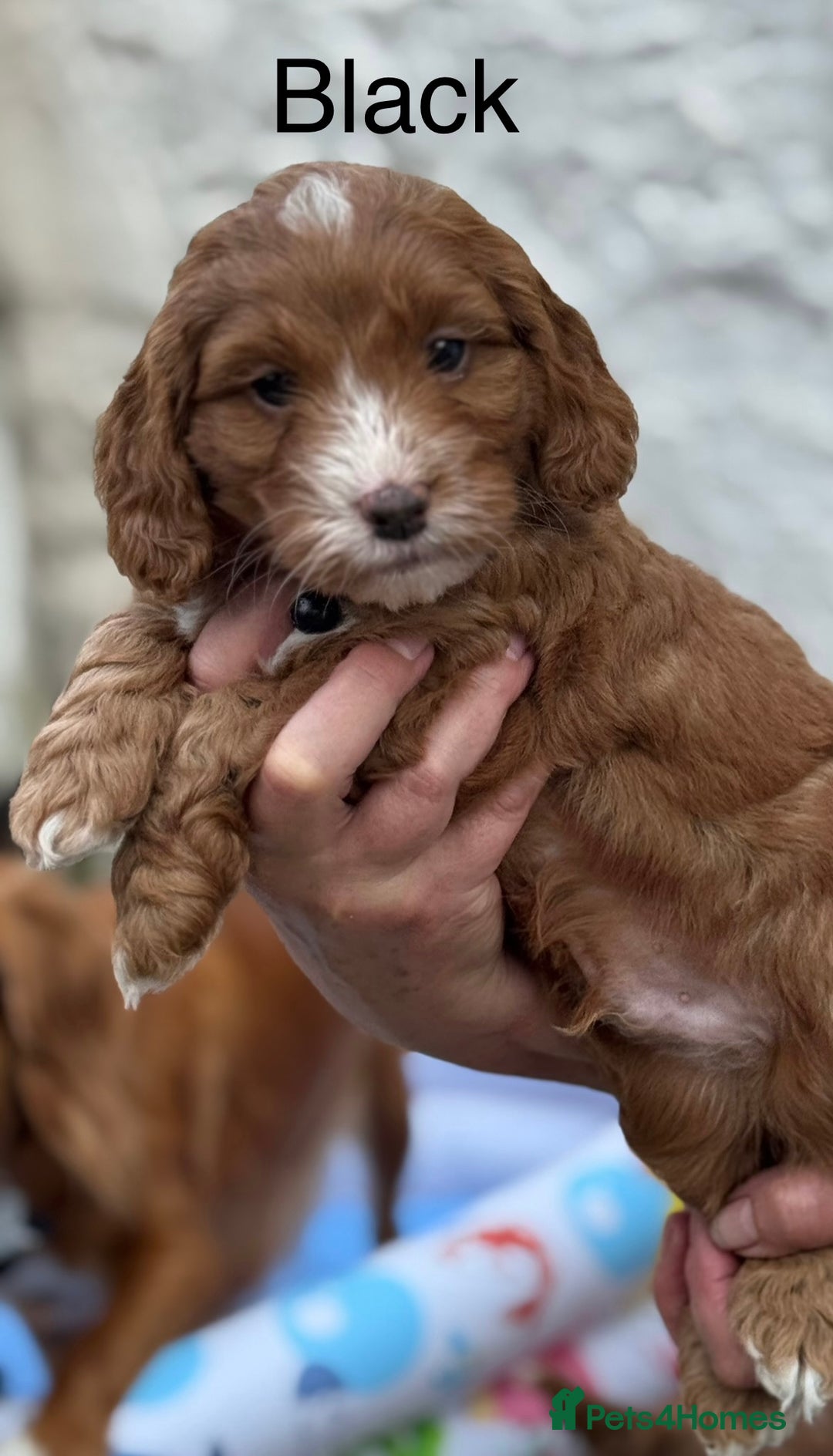 Cockapoo dogs for sale: F1 Toy Cockapoo’s in richest red ❤️ - Image 23