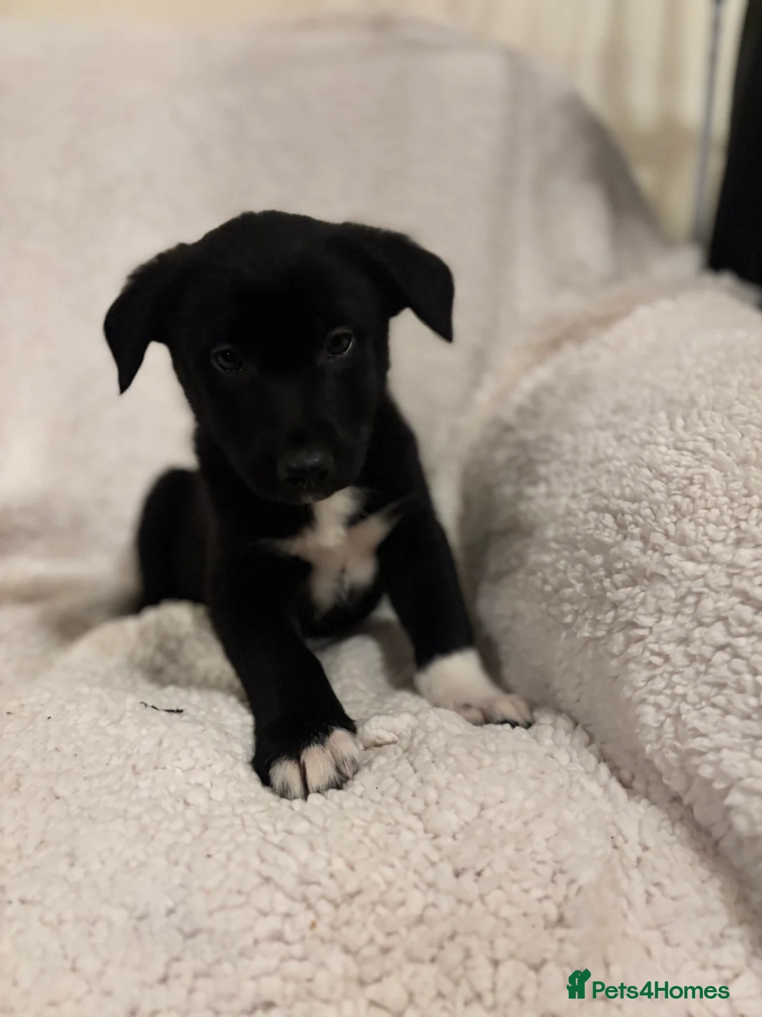 Borador dogs for sale: Beautiful Borador puppies for sale  - Advert 18