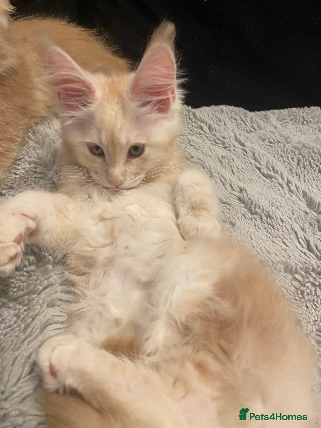 Maine Coon cats for sale: Maine coon kittens Russian/big - Advert 21