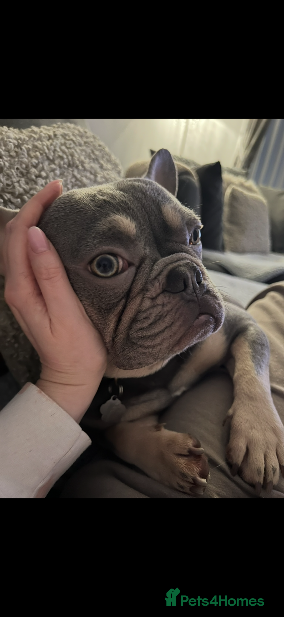French Bulldog dogs for sale: Rocco 3yr 6mths Frenchie - Advert 4