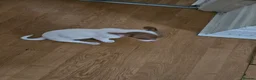 Chihuahua dogs for sale:  chihuahua - Advert 11