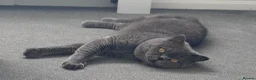 British Shorthair cats for stud: Stunning British Shorthair Stud, GCCF registered - Advert 2