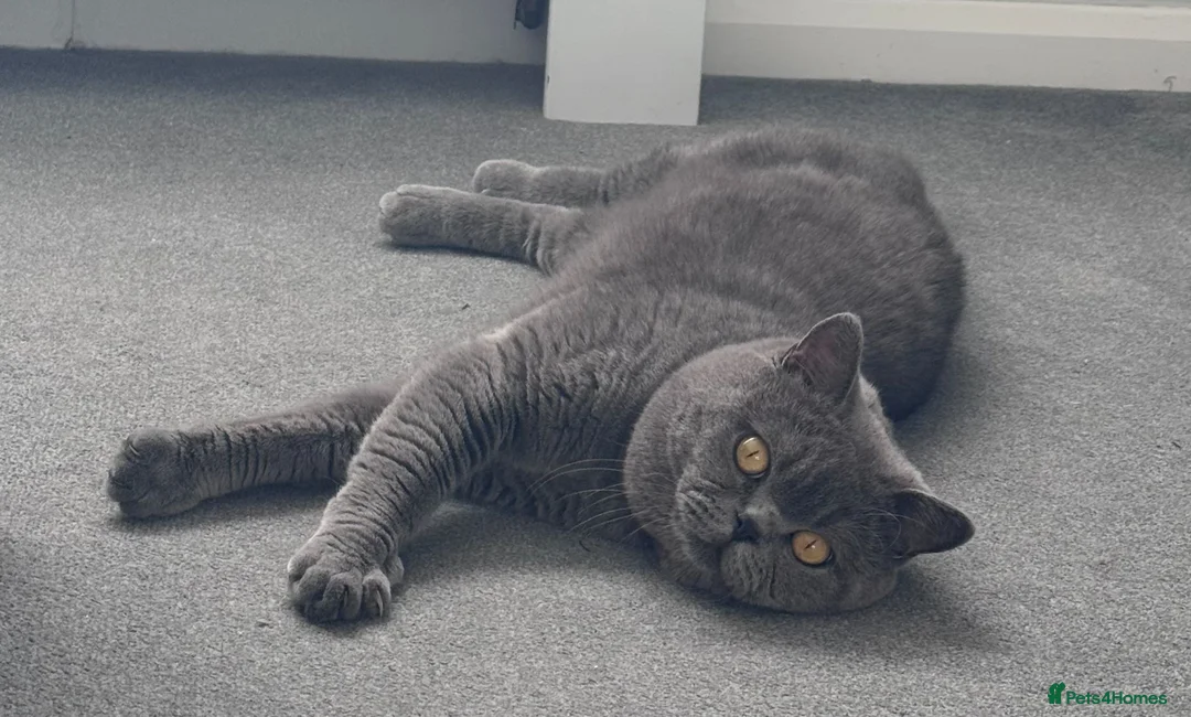 British Shorthair cats for stud: Stunning British Shorthair Stud, GCCF registered - Advert 2
