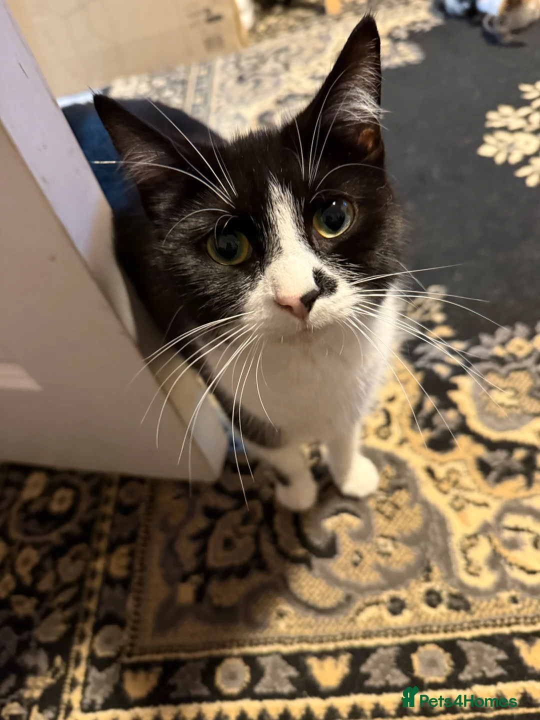 Domestic Shorthair cats for sale: Adorable kittens - Advert 2