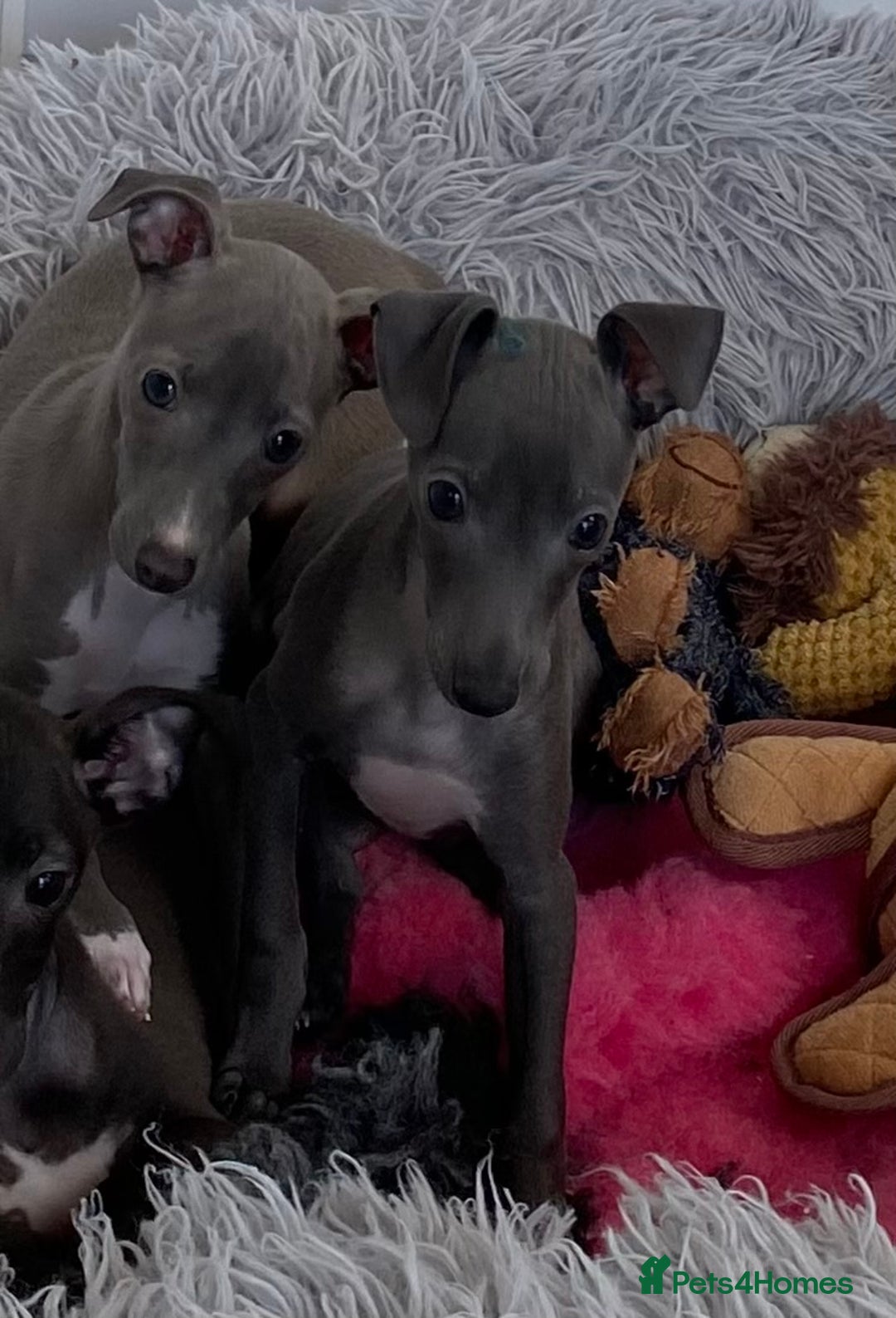 Italian Greyhound dogs for sale: ITALIAN GREYHOUND PUPPIES  - Image 34