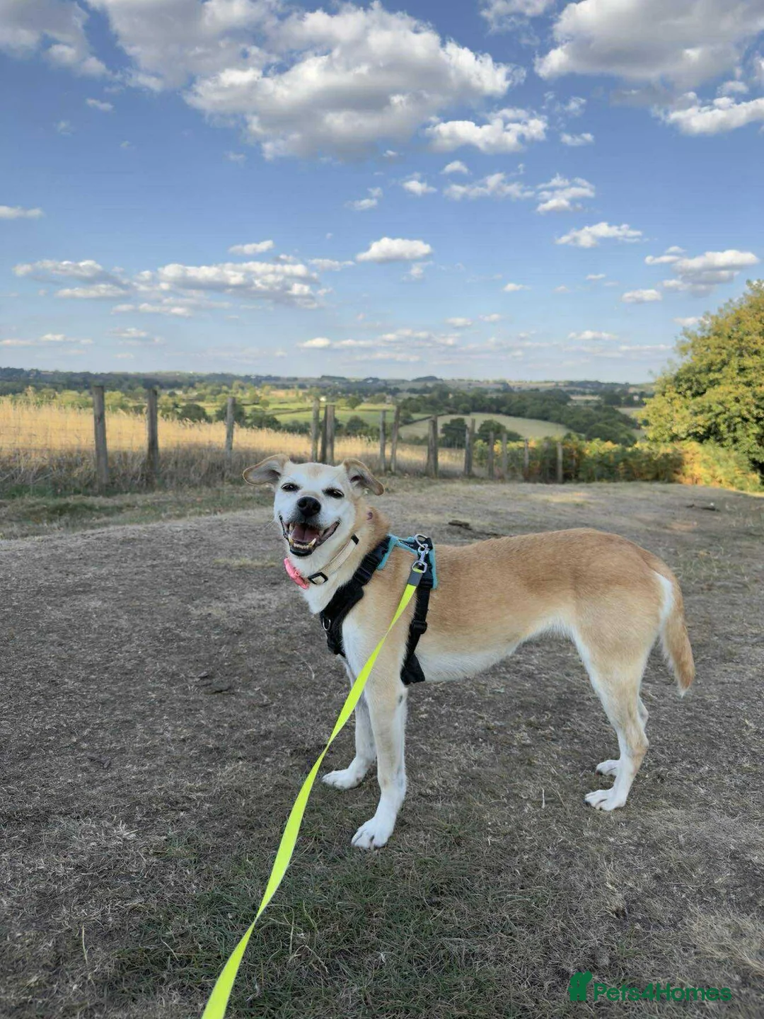 Mixed Breed dogs for adoption: EZRA Shy and gentle - Advert 4