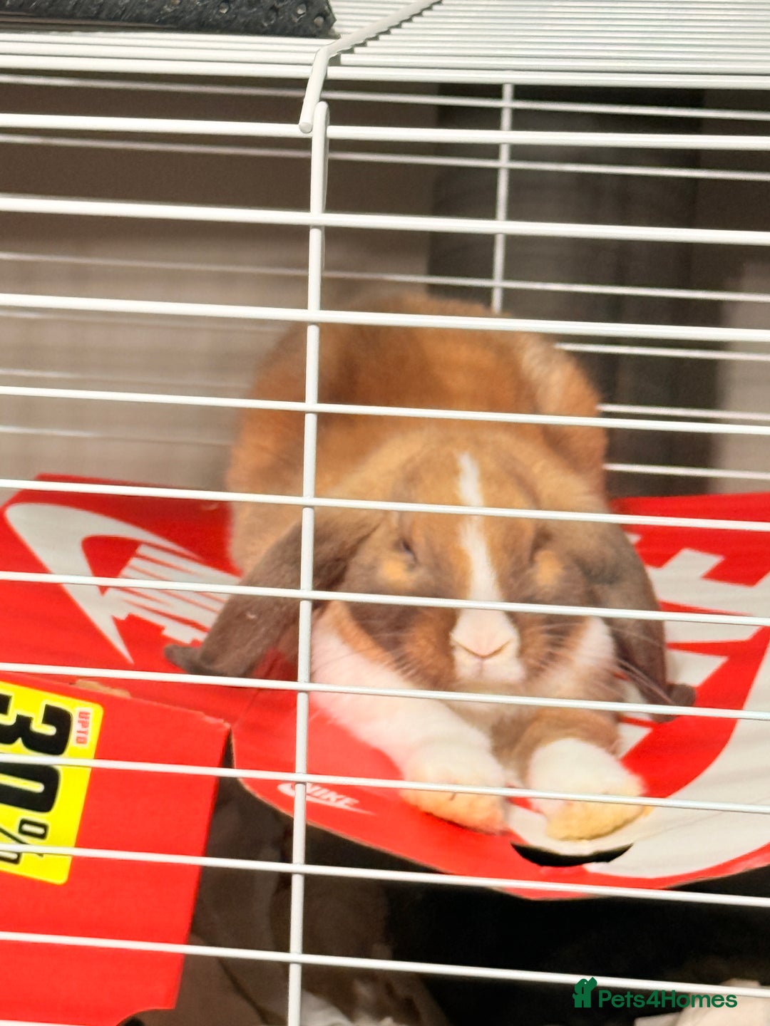 Mixed Breed rabbits for sale: Rabbits for rehoming - Advert 4