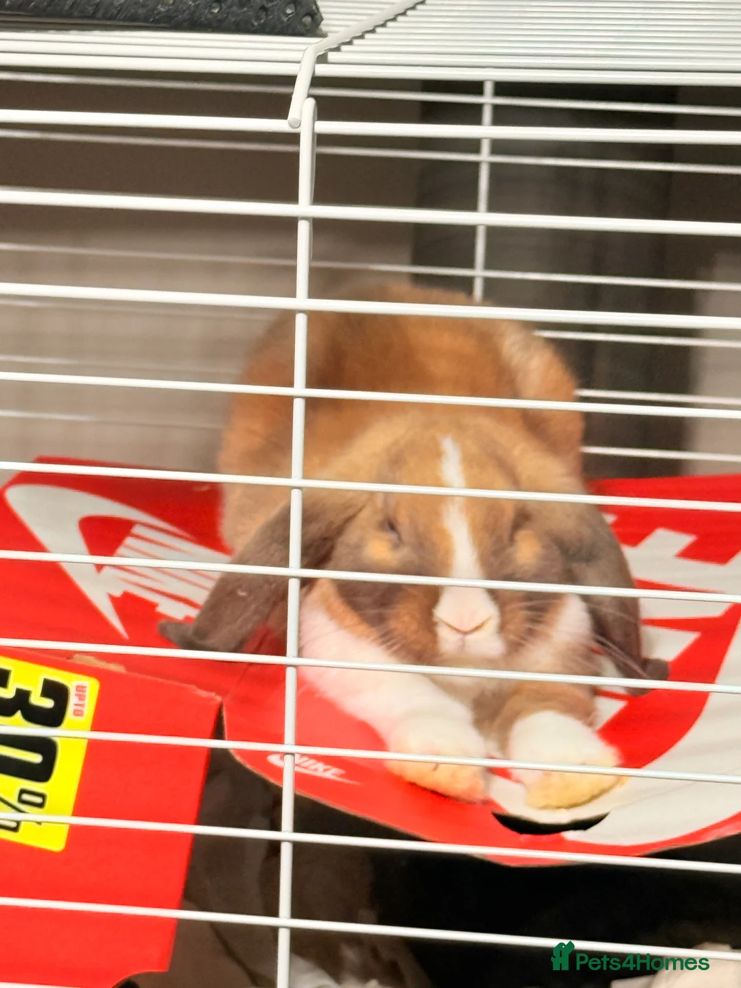 Mixed Breed rabbits for sale: Free Rabbits for rehoming - Advert 4