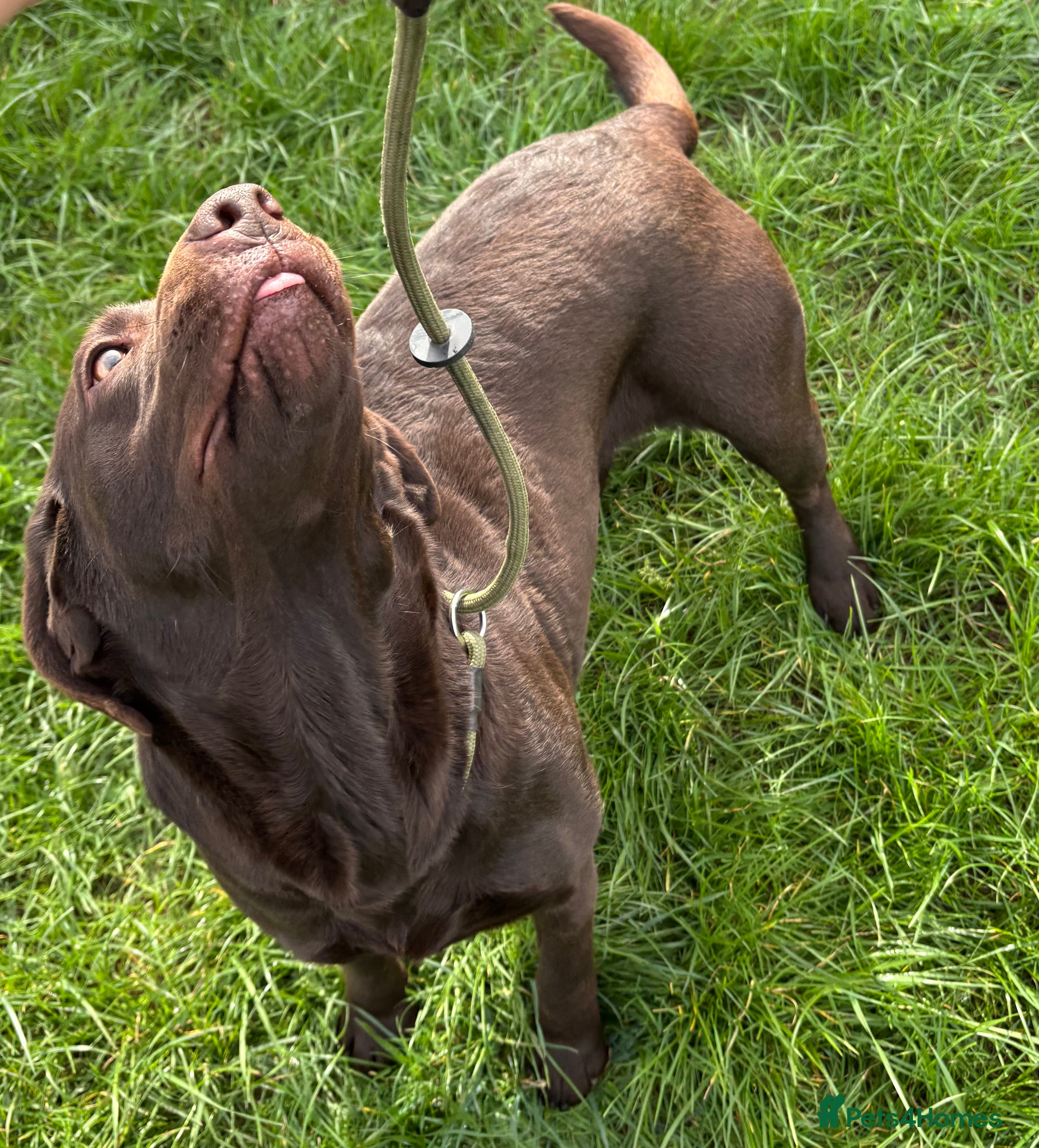 Labrador Retriever dogs WAITING LIST - KC Reg Chocolate Puppies  - Advert 15