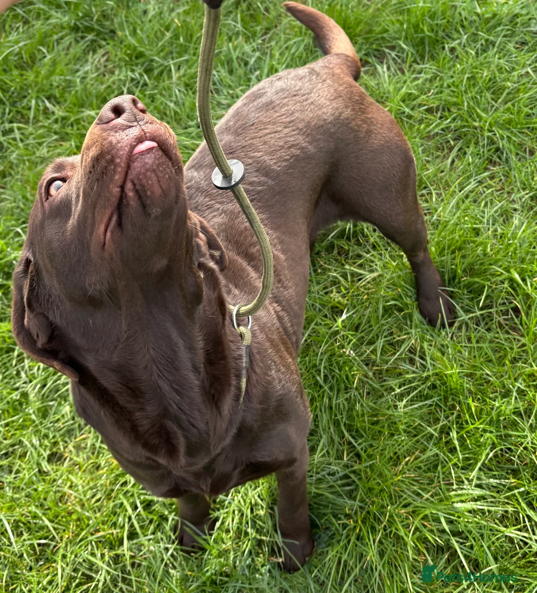 Labrador Retriever dogs for sale: WAITING LIST - KC Reg Chocolate Puppies  - Advert 2