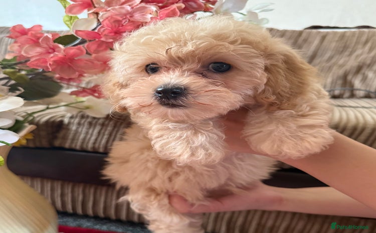 Maltipoo dogs - Advert 14