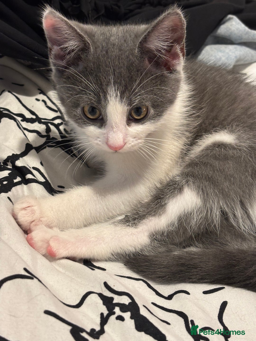 Domestic Shorthair cats for sale: 2 month old kitten looking for loving family - Advert 5