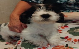 Jack Russell dogs for sale: Two jackrussel puppy's for sale - Image 14