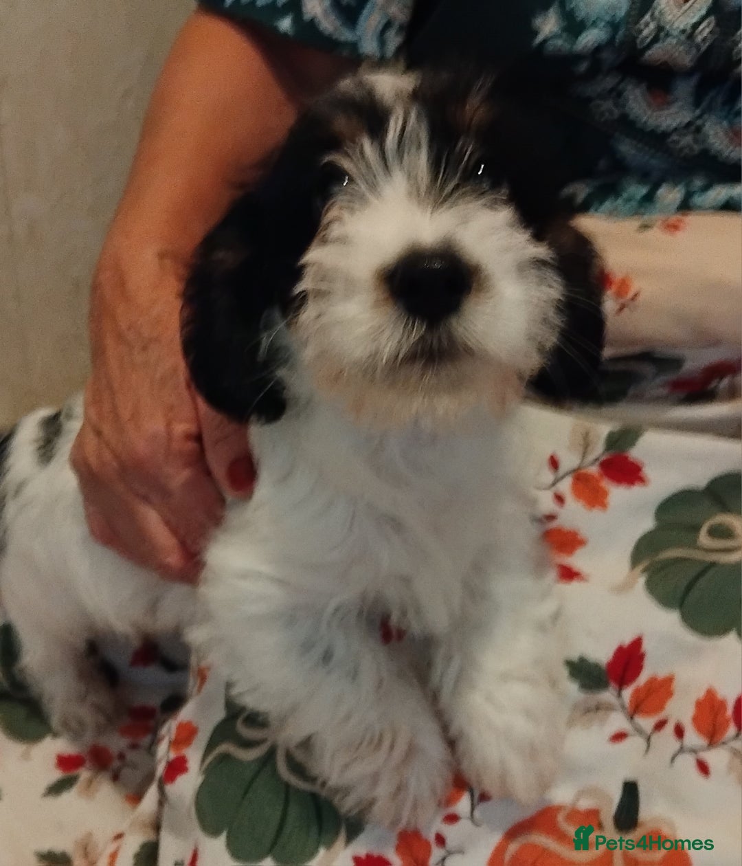 Jack Russell dogs for sale: Two jackrussel puppy's for sale - Image 14