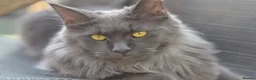 Maine Coon cats for sale: Tica registered Maine Coon Black Boy  - Advert 7