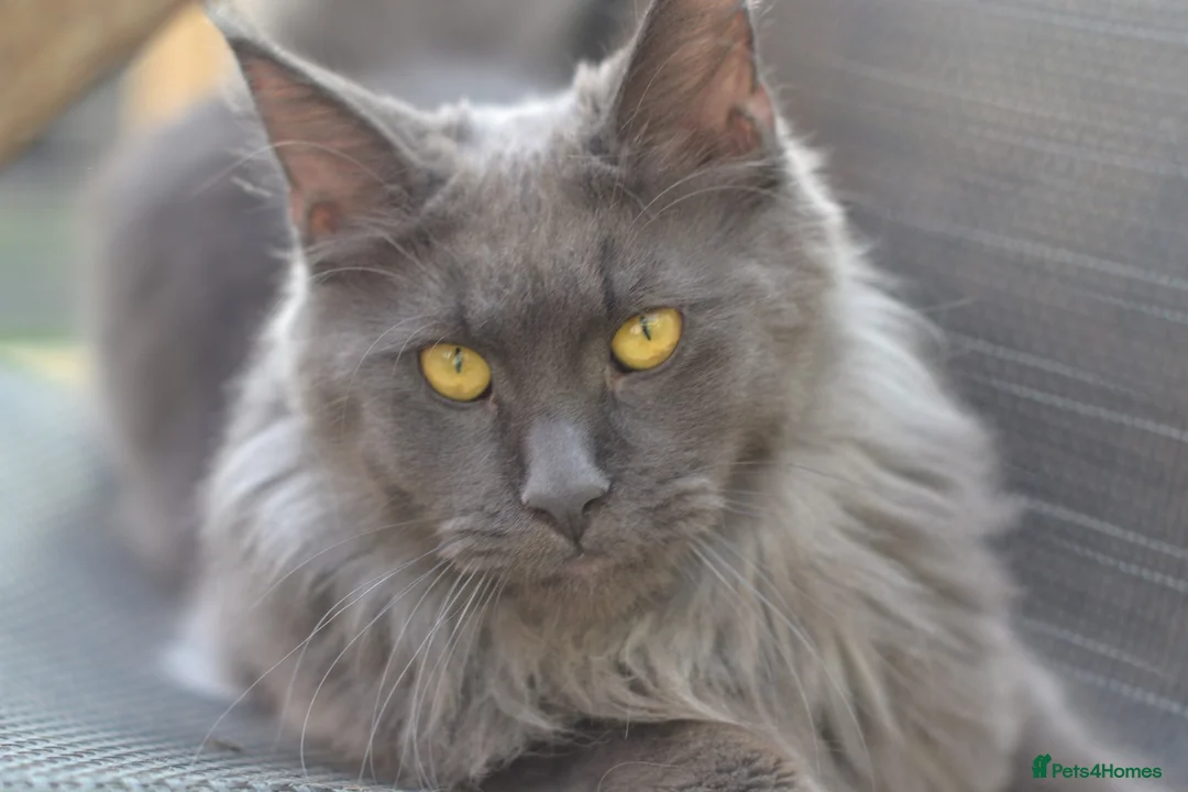 Maine Coon cats for sale: Tica registered Maine Coon Black Boy  - Advert 7