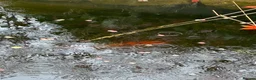 Koi Carp fish for sale: Coi Karp in Chorley - Advert 3