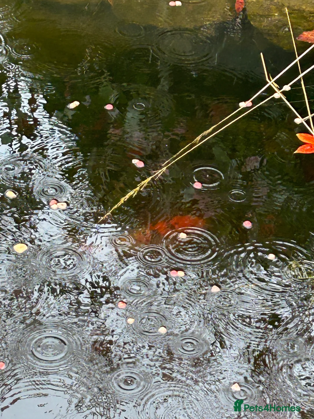 Koi Carp fish for sale: Coi Karp in Chorley - Advert 3