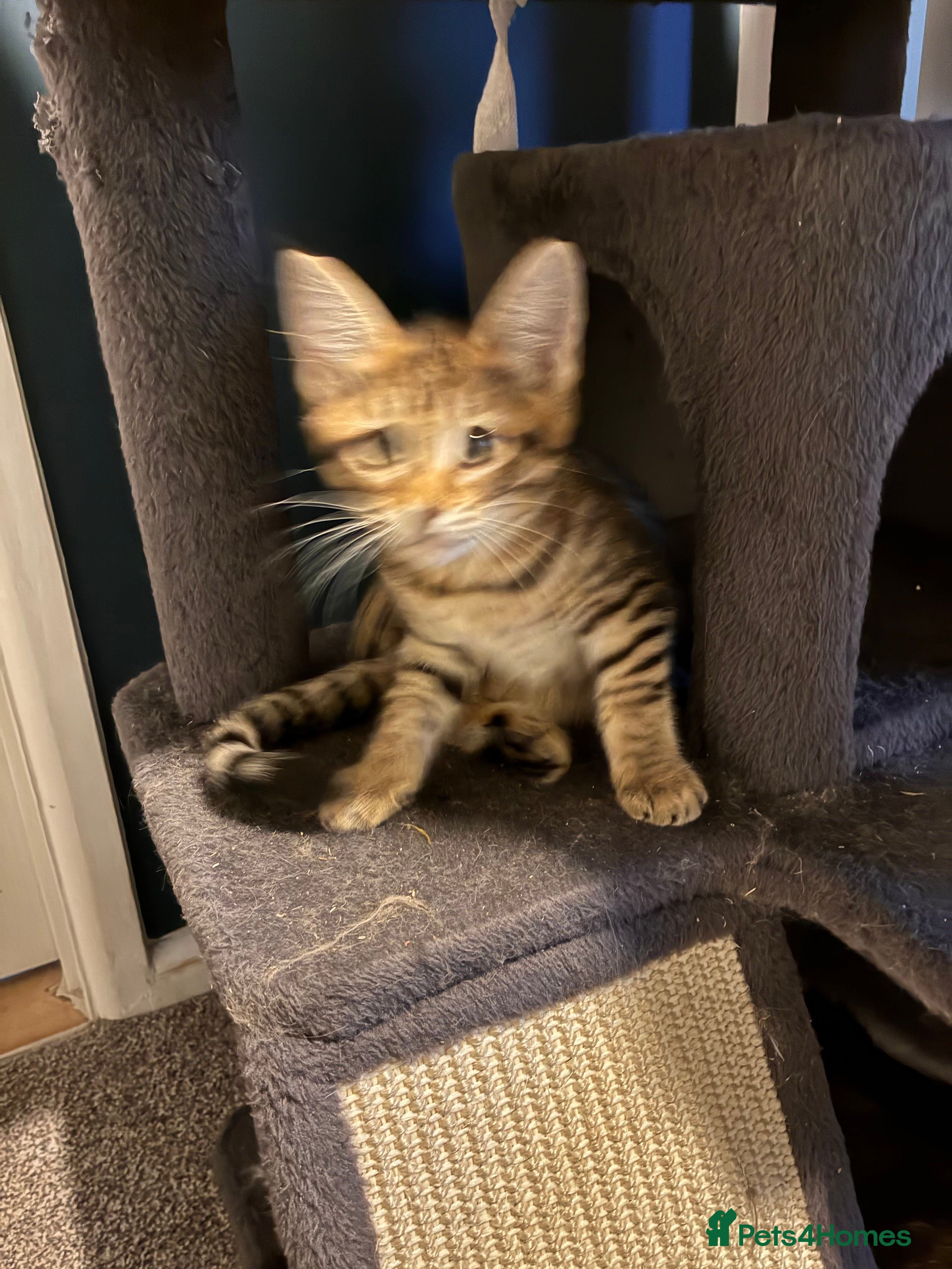 Mixed Breed cats Stunning 3/4 Mainecoon kittens - Advert 7